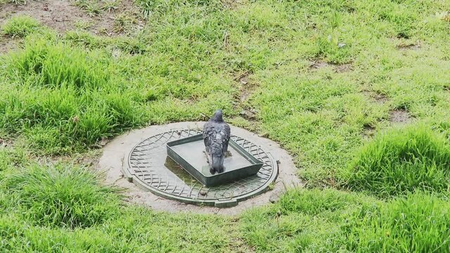 City pigeon preening feathers after bathing in a water tray on a manhole cover, urban habitat