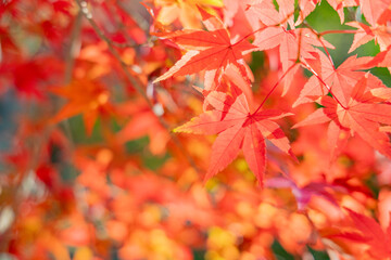 Fototapeta premium Vibrant Red Japanese Maple Leaves in Autumn with Soft Bokeh Background