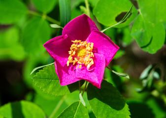 Obraz premium Pink wood rose flower in the summer