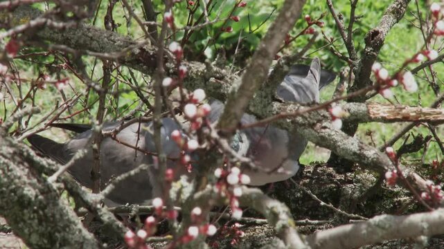 Pair of wild wood pigeons courting hidden inside blooming tree branches natural habitat b roll