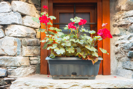 Geranium pot on a small window of a typical houses of the village of Rovesca, located in the Ossola mountains (an Alpine valley in Piedmont, Northern Italy, bordering Switzerland).