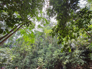 Fototapeta premium View of dense tropical forest canopy from below with sunlight filtering through trees, representing natural environment, greenery, biodiversity, and peaceful jungle landscape.
