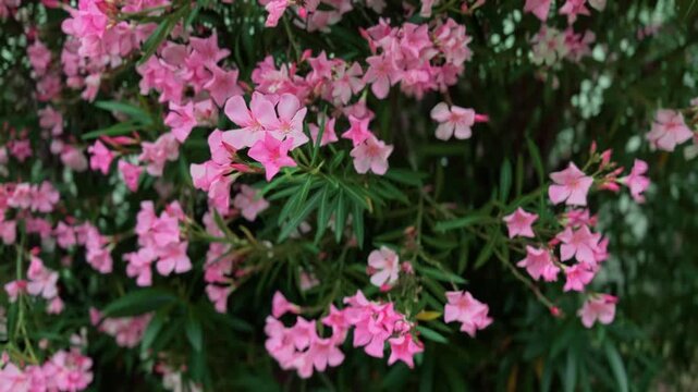 キョウチクトウ（夾竹桃）の花
