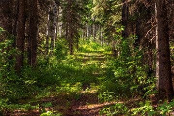 Fototapeta premium Summer hike in the forest