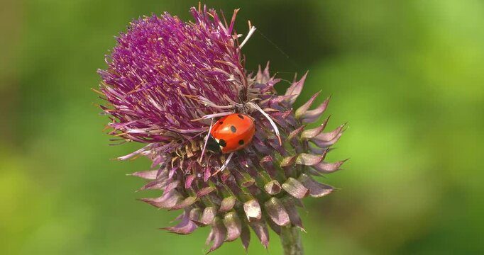  Macro - Ladybug in the spring sun