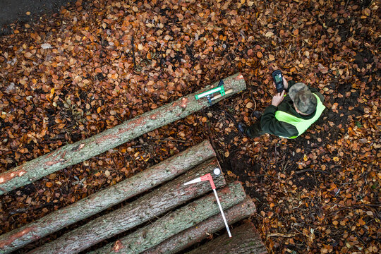 Aerial view of a forestry worker in a high-visibility vest measuring felled timber logs on a forest floor covered in autumn leaves Debrzno, Pomeranian Voivodeship, Poland.