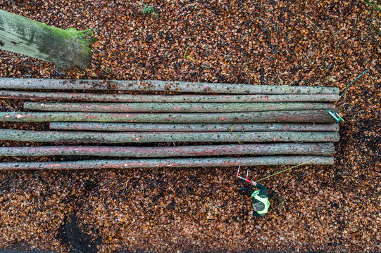 Aerial view of a forest worker in a high-visibility vest measuring a stack of long tree logs on a bed of fallen autumn leaves in Debrzno, Pomeranian Voivodeship, Poland.
