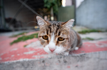 Fototapeta premium Close-Up of a Curious Tabby Cat in an Outdoor Setting