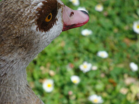 pato