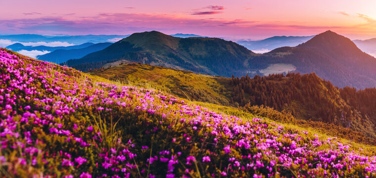Vibrant rhododendron flowers blanket lush green hills under a breathtaking sunset sky in a serene landscape. Carpathian mountains, Ukraine, Europe.