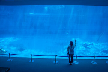 large aquarium where tourists can see amazing dolphin , killer whale orca under the blue water swimming ,feeding and show at Nagoya Japan     © pruchawal