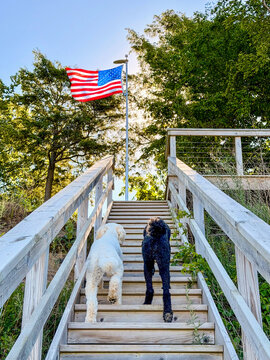 Two Standard Poodles Climbing Wooden Stairs Toward American Flag