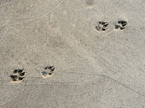 Dog Paw Prints in Wet Sand on Beach