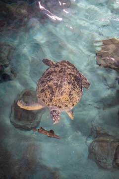 a lot of amazing sea turtles from baby to adult and old aged in very large aquariums Nagoya Japan