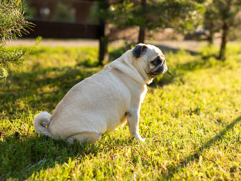 Pug. Well-groomed dog. The dog is walking.