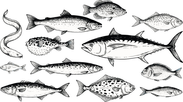 Fish seafood vector illustration set with hand drawn vintage engraving style salmon tuna cod and pufferfish sketches for restaurant market food design.