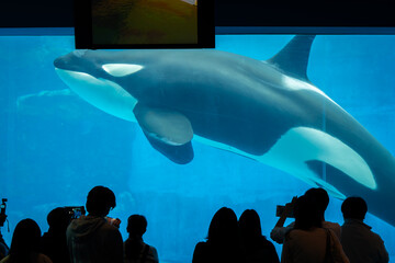 large aquarium where tourists can see amazing dolphin , killer whale orca under the blue water swimming ,feeding and show at Nagoya Japan     © pruchawal
