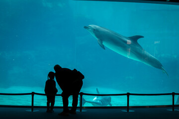 large aquarium where tourists can see amazing dolphin , killer whale orca under the blue water swimming ,feeding and show at Nagoya Japan     © pruchawal