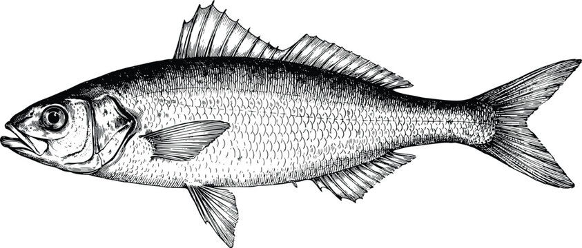 Fish vector illustration with detailed hand drawn sketch of freshwater seabass perch or trout for marine food and fishing sport menu design.