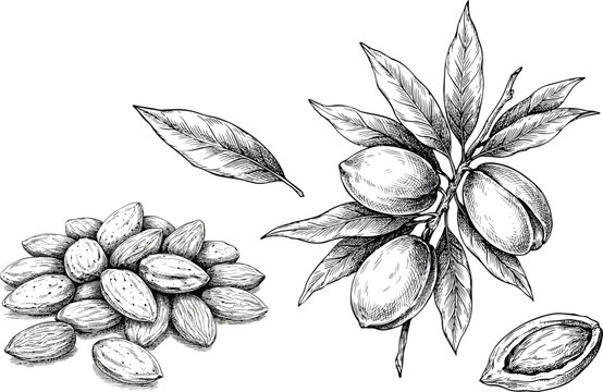Almond nut vector illustration set with detailed hand drawn sketch of plant branches leaves and kernels for organic food ingredient design.