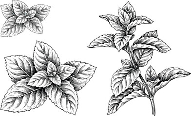 Mint branch vector illustration set with detailed hand drawn sketch of aromatic culinary fresh herb leaves for organic food ingredient design. © SNOW EVA