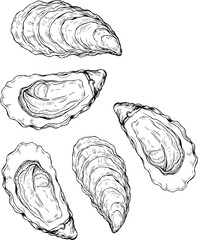 Fototapeta premium Oyster shell vector illustration set with detailed hand drawn sketch of marine seafood clam for ocean life and restaurant menu design.