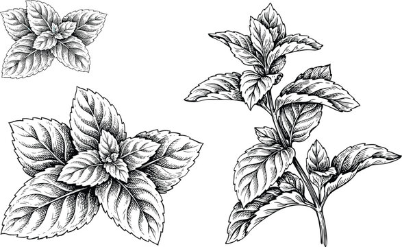 Mint branch vector illustration set with detailed hand drawn sketch of aromatic culinary fresh herb leaves for organic food ingredient design.