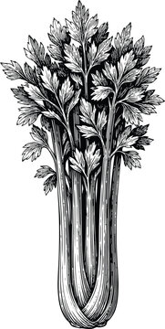 Celery stalk vector illustration with detailed hand drawn sketch of fresh green vegetable leaves for healthy food and culinary design.