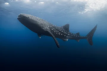 Whale shark in ocean blue water, underwater scene © artifirsov