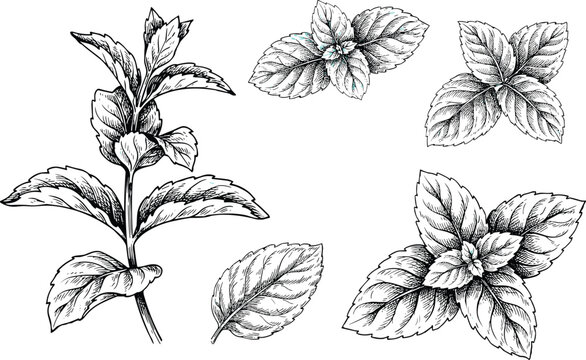 Mint hand drawn vintage vector illustration set with detailed sketch of fresh spearmint peppermint leaves sprig and herbal branches.