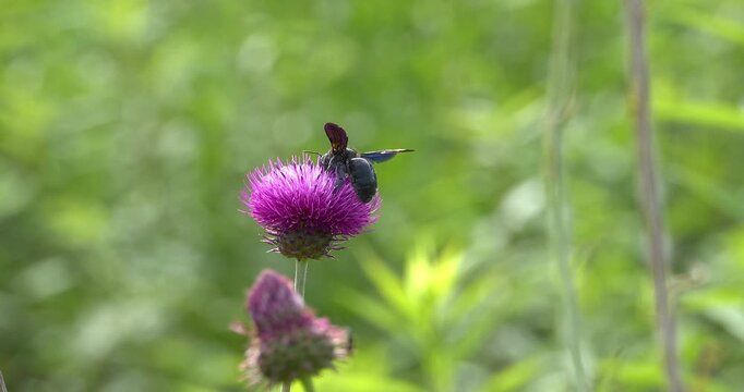  Macro - Violet carpenter bee on a lilac flower.