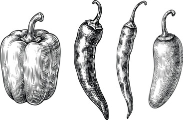 Pepper hand drawn vintage vector illustration set with detailed sketch of bell pepper chili jalapeno and cayenne pods. © SNOW EVA