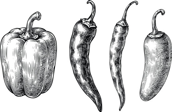 Pepper hand drawn vintage vector illustration set with detailed sketch of bell pepper chili jalapeno and cayenne pods.