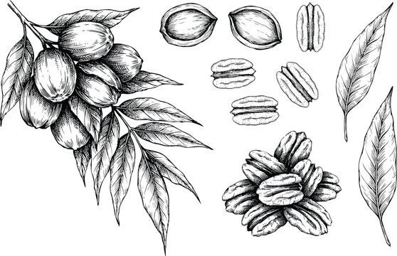 Pecan nuts vintage hand drawn vector illustration set featuring detailed engraving style branch leaves and kernels for retro organic food packaging.