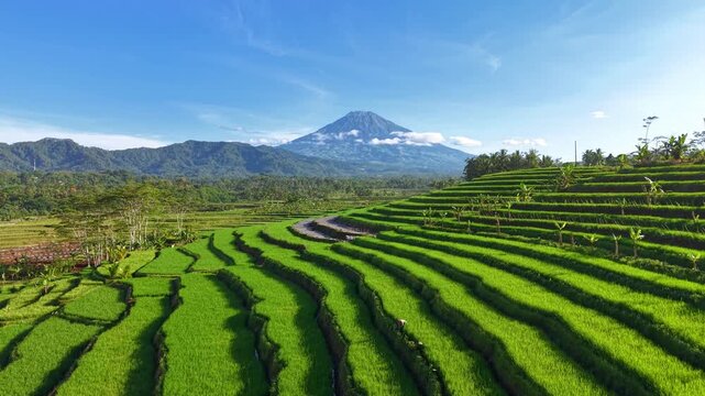 Cinematic aerial view of lush green rice terrace fields with majestic volcano peak under clear blue sky in Indonesia.