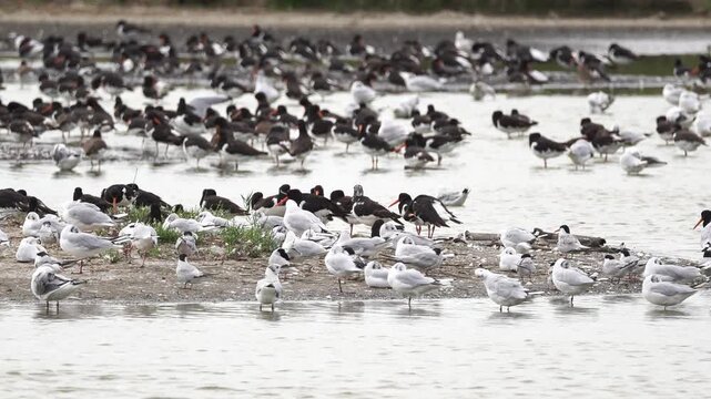 Terns, gulls and oystercatchers standing together on a mudbank. One of the oystercatchers has partial leucism on its head.