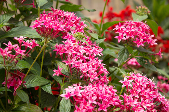 Close-up of vibrant pink Pentas flowers blooming in a lush garden with green foliage.