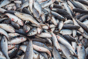 Fototapeta premium peixe tainha pesca artesanal em Florianópolis Brasil 