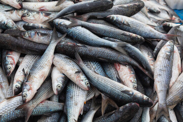 Obraz premium peixe tainha pesca artesanal em Florianópolis Brasil 