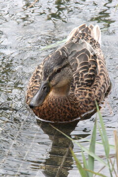 Mallard duck on Thiersee lake in Tyrol Austria close up shot