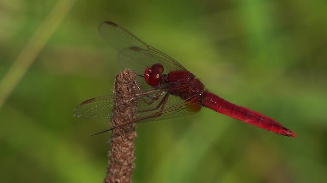 A scarlet dragonfly or broad scartel (Crocothemis erythraea) sitting on a grass stem and inspecting its surroundings