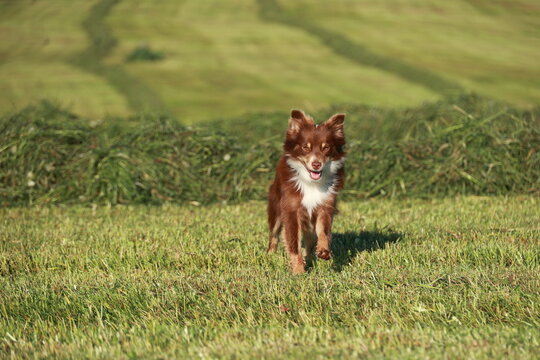 A brown dog is running in a field of grass