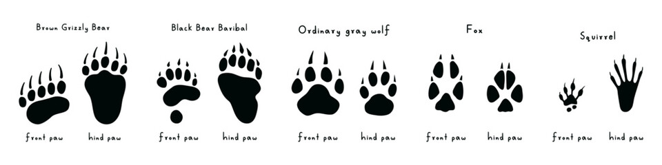 Vector illustration of front and hind paw prints of wild animals. Minimalistic black silhouettes of forest animal tracks: bear, black bear baribal, wolf, fox, squirrel on white background © Marivolkoff