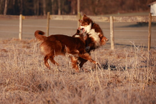 Two dogs are playing in a field