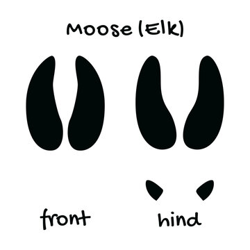 Moose tracks. Black silhouettes of moose fore and hind tracks on white background. For educational materials, field guides, infographics, and children's books.