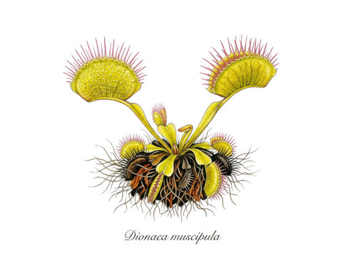 Botanical illustration of a venus flytrap plant, dionaea muscipula, isolated on transparent background