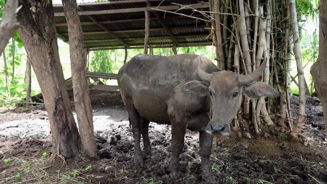 The buffaloes in Southeast Asia are kept for agricultural labor, such as plowing.