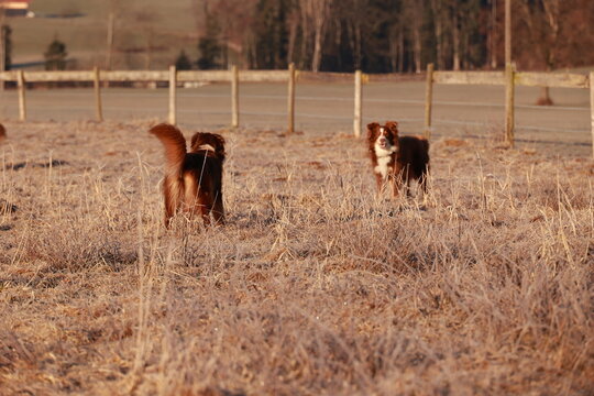 Two dogs are playing in a field of tall grass