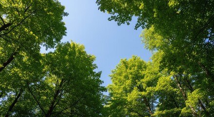 Fototapeta premium Low angle shot of lush green tree canopies stretching towards a bright blue summer sky, capturing the peaceful essence of a wild forest, tall, sunny, ecology
