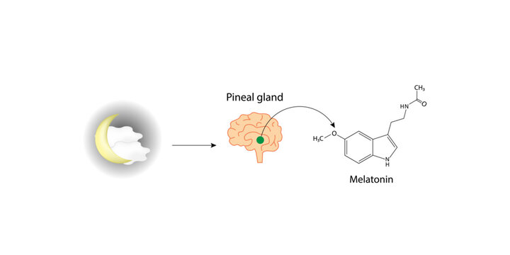Melatonin, sleep hormone, regulates sleep-wake cycle. Pineal gland. Melatonin supplement. Melatonin structural chemical formula. Isolated on white background. Vector illustration.